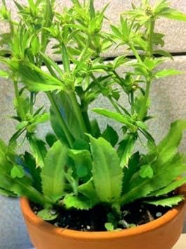 Herb Seeds,Garden seeds, Seeds For Planting,Plant Seeds