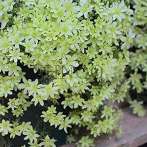 Flower Seeds, Seeds,Seeds For Planting,Plant Seeds