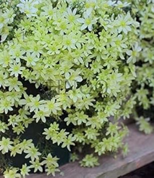 Flower Seeds, Seeds,Seeds For Planting,Plant Seeds