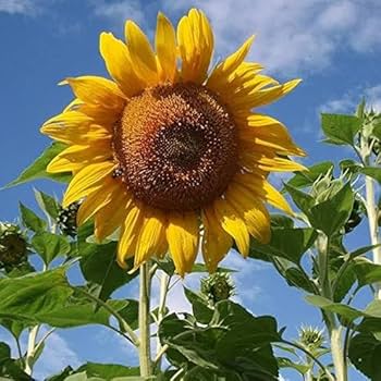 Sunzilla SunFlower Seeds for Planting – Heirloom, Non-GMO, High Germination Garden Favorite