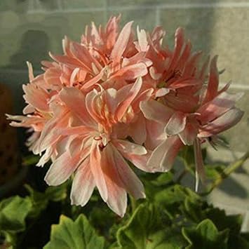 Flower Seeds, Seeds,Seeds For Planting,Plant Seeds