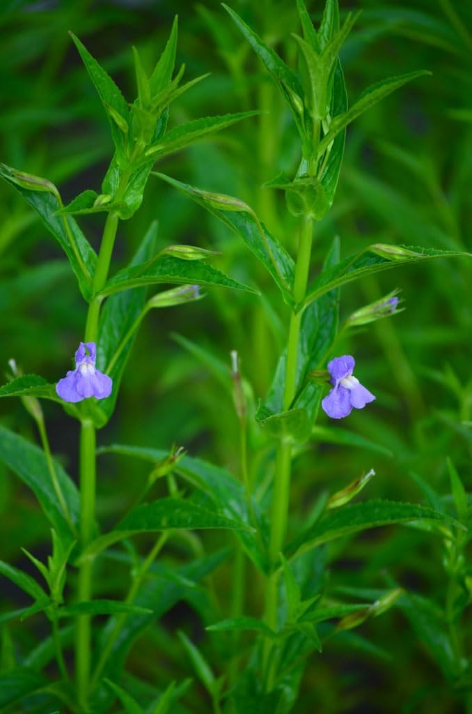 Flower Seeds, Seeds,Seeds For Planting,Plant Seeds