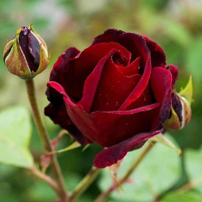 Flower Seeds, Seeds,Seeds For Planting,Plant Seeds