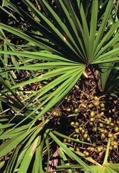 Vegetable Seeds,Garden seeds, Seeds For Planting,Plant Seeds