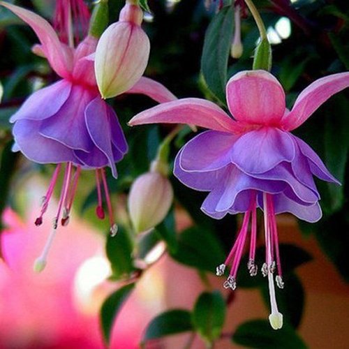Fuchsia Light Violet Flower Seeds for Planting – Heirloom, Non-GMO, High Germination Organic Garden Seeds, Long Bloom Season