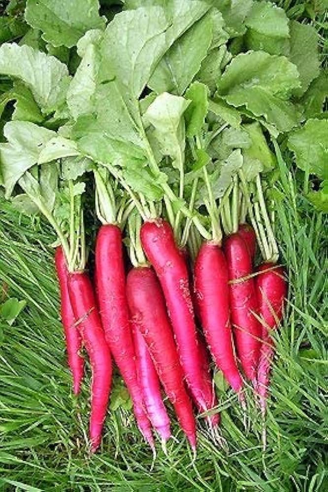 Radesh Vegetable Seeds for Planting – Heirloom & Non-GMO Seeds for Flavorful Root Harvests