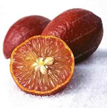 Fruit Seeds,Garden seeds, Seeds For Planting,Plant Seeds