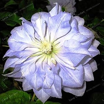 Flower Seeds, Seeds,Seeds For Planting,Plant Seeds