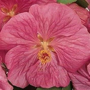 Flower Seeds, Seeds,Seeds For Planting,Plant Seeds