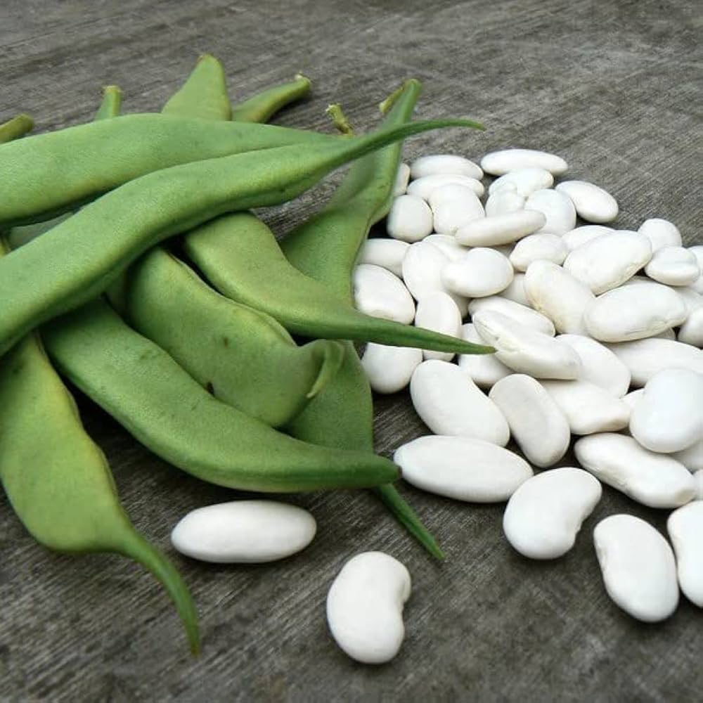 White Bean Vegetable Seeds for Planting – Heirloom & Non-GMO Seeds for Protein-Rich, Versatile Garden Harvests