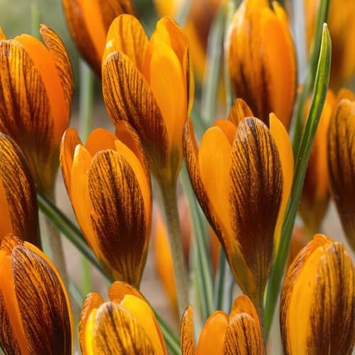Flower Seeds, Seeds,Seeds For Planting,Plant Seeds