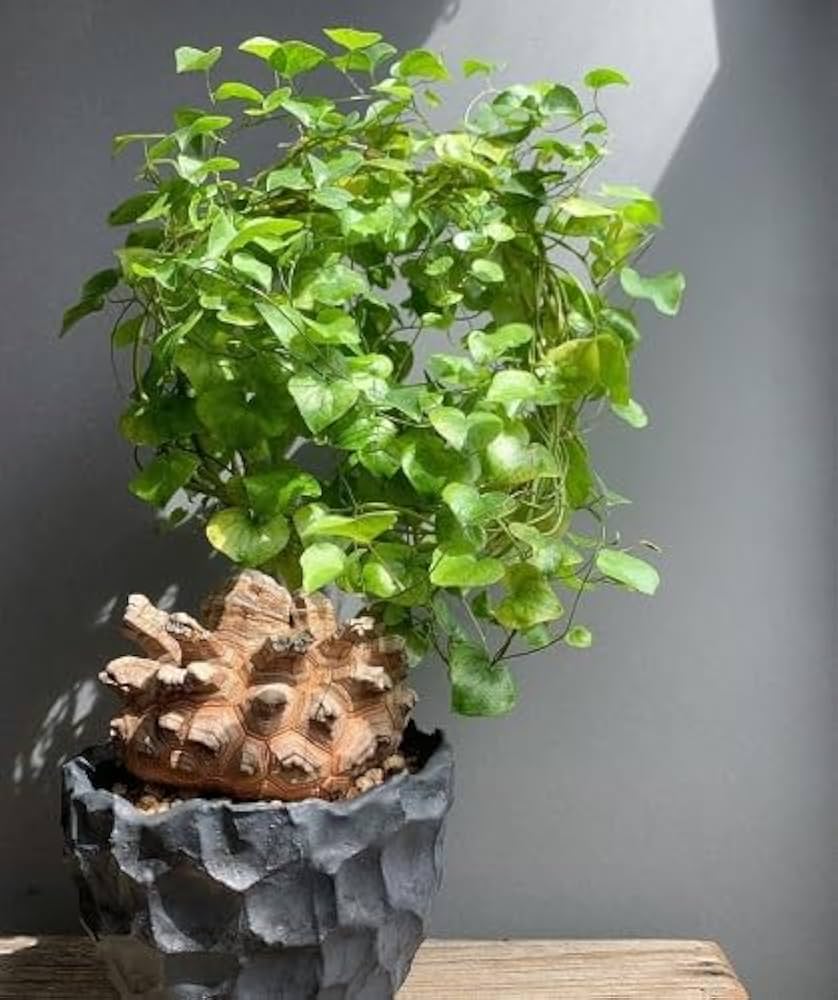 Flower Seeds, Seeds,Seeds For Planting,Plant Seeds