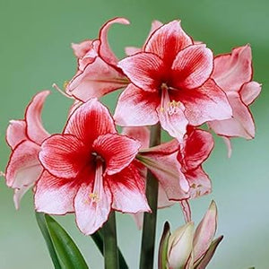 Flower Seeds, Seeds,Seeds For Planting,Plant Seeds