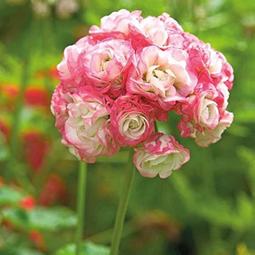 Pink Scented Geranium Flower Seeds for Planting – Heirloom, Non-GMO, Cottage Garden Essential, High Germination