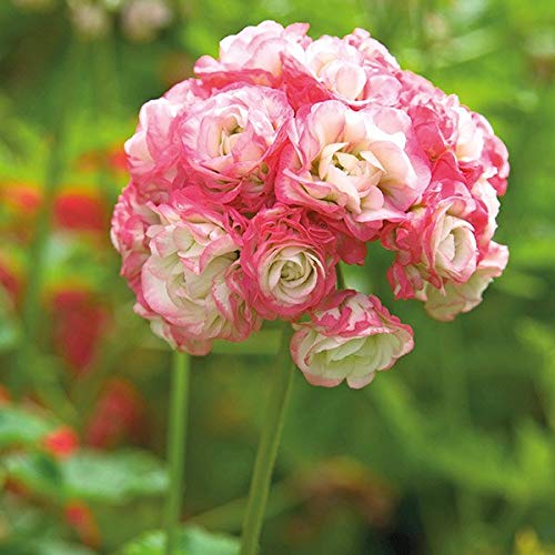 Geranium Apple Blossom Pink White Flower Seeds for Planting – Heirloom, Non-GMO, High Germination