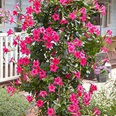 Flower Seeds, Seeds,Seeds For Planting,Plant Seeds