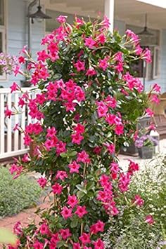 Flower Seeds, Seeds,Seeds For Planting,Plant Seeds