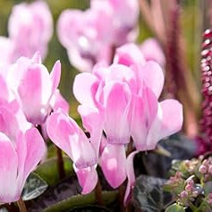 Flower Seeds, Seeds,Seeds For Planting,Plant Seeds