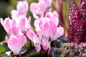 Flower Seeds, Seeds,Seeds For Planting,Plant Seeds