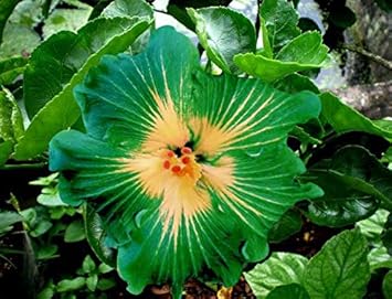 Flower Seeds, Seeds,Seeds For Planting,Plant Seeds