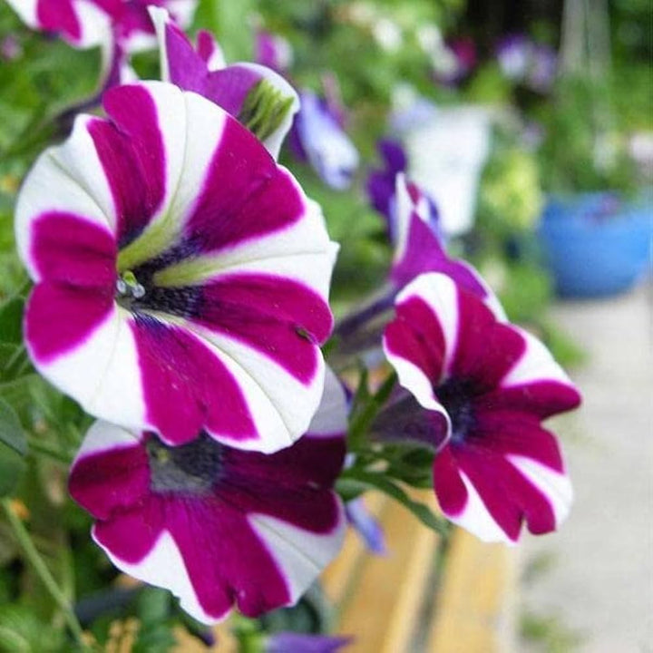 Yellow Violet Petunia Flower Seeds for Planting – Seasonal Bloomer, Heirloom, Non-GMO, High Germination