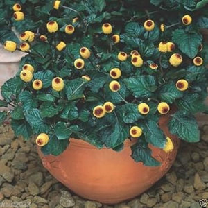 Flower Seeds, Seeds,Seeds For Planting,Plant Seeds