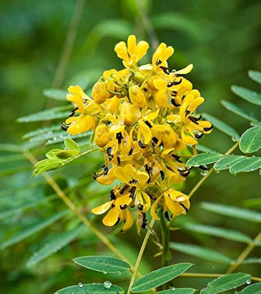 Yellow Senna Flower seeds for Planting - Sun Loving, Heirloom & GMO Free Seeds for Home Garden | High Germination