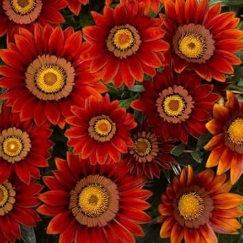 Red Orange Gazania Flower Seeds for Planting – Perfect for Borders, Heirloom, Non-GMO, High Germination