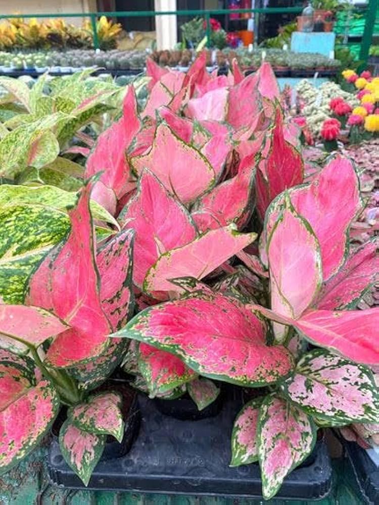 Pink Aglaonema Flower Seeds for Planting | Heirloom Non-GMO Organic Garden Seeds