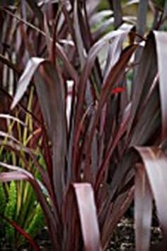 Flower Seeds, Seeds,Seeds For Planting,Plant Seeds
