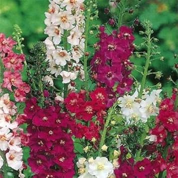 Flower Seeds, Seeds,Seeds For Planting,Plant Seeds