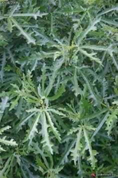 Fruit Seeds,Garden seeds, Seeds For Planting,Plant Seeds