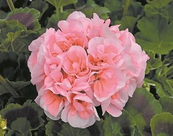 Flower Seeds, Seeds,Seeds For Planting,Plant Seeds