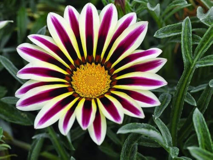 White Purple Gazania Flower Seeds for Planting – Heirloom Non-GMO, High Germination Organic Garden Seeds