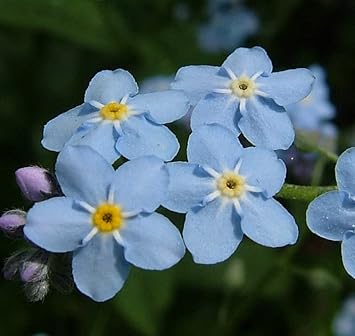 Flower Seeds, Seeds,Seeds For Planting,Plant Seeds