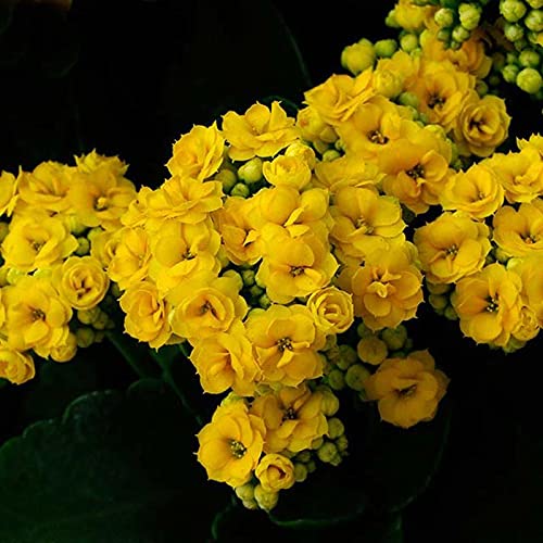 Yellow Kalanchoe  Flower seeds for Planting - Fragrant Blossoms, Heirloom & GMO Free Seeds for Home Garden, 100pcs