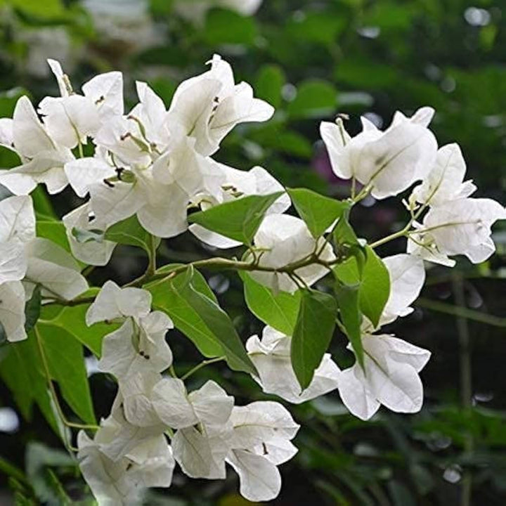 Flower Seeds, Seeds,Seeds For Planting,Plant Seeds