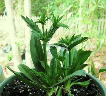 Herb Seeds,Garden seeds, Seeds For Planting,Plant Seeds