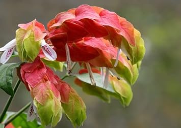 Flower Seeds, Seeds,Seeds For Planting,Plant Seeds