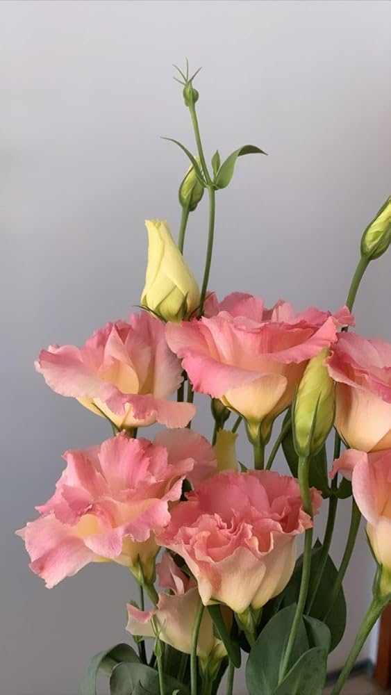 Flower Seeds, Seeds,Seeds For Planting,Plant Seeds
