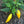 Aji Lemon Drop Pepper Seeds – Heirloom Non-GMO Organic Citrusy Hot Chili Seeds for Planting