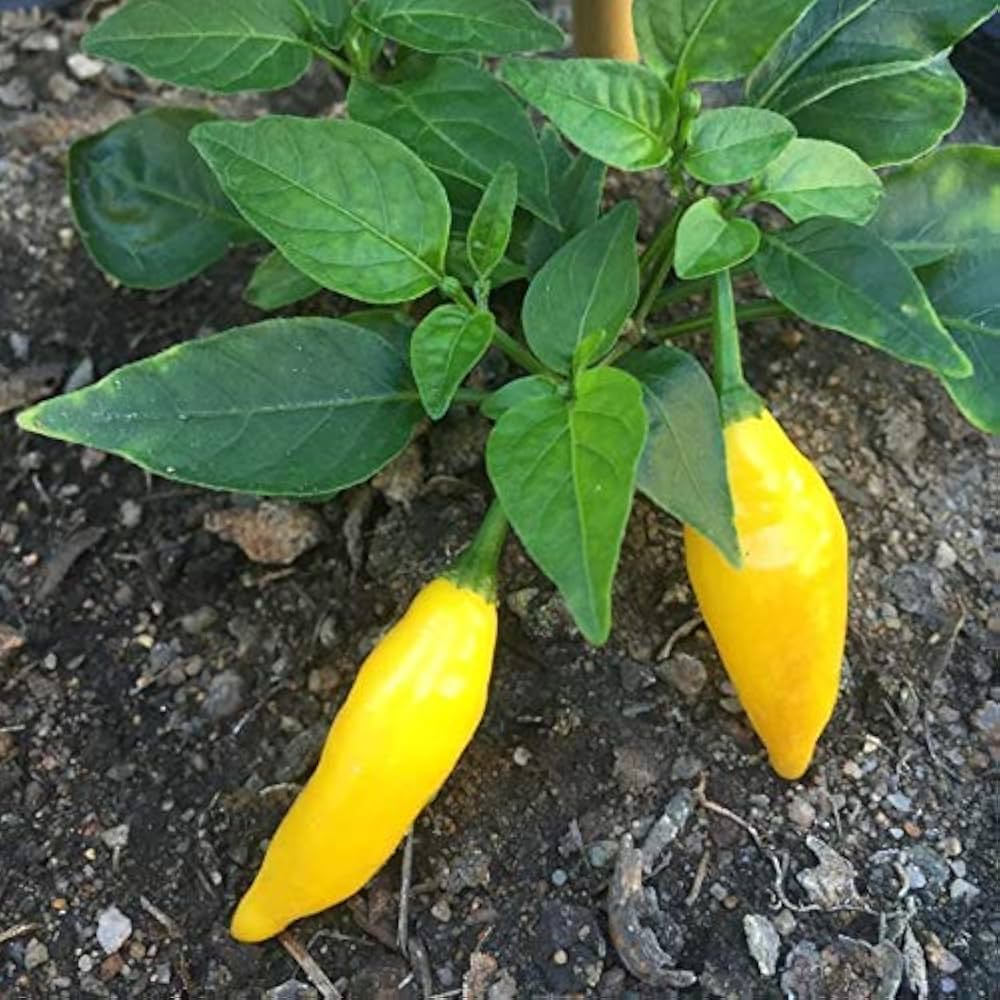 Aji Lemon Drop Pepper Seeds – Heirloom Non-GMO Organic Citrusy Hot Chili Seeds for Planting
