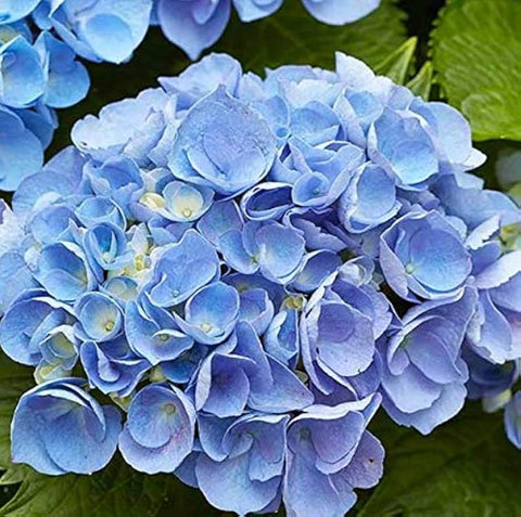 Flower Seeds, Seeds,Seeds For Planting,Plant Seeds