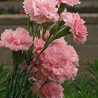 Flower Seeds, Seeds,Seeds For Planting,Plant Seeds