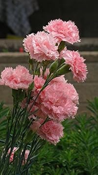 Flower Seeds, Seeds,Seeds For Planting,Plant Seeds