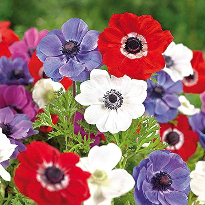 Mixed Color Anemone Flower Seeds for Planting – Vibrant Blooms, Heirloom, Non-GMO, High Germination Organic Garden Seeds