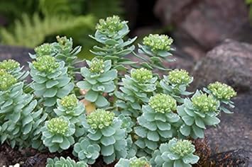 Flower Seeds, Seeds,Seeds For Planting,Plant Seeds
