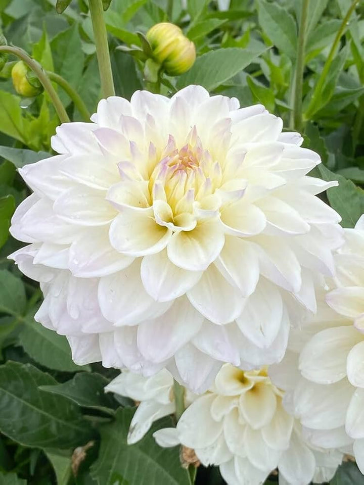 White Dahlia Flower Seeds for Planting – Heirloom, Non-GMO Wildflower Mix with High Germination