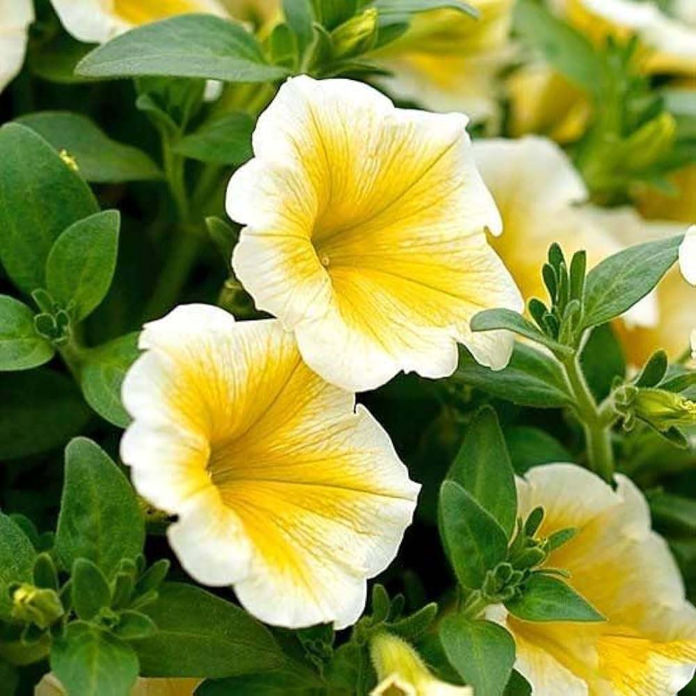 Yellow Calibrachoa Flower Seeds for Planting – Heirloom, Non-GMO, Drought-Tolerant Organic Garden Seeds
