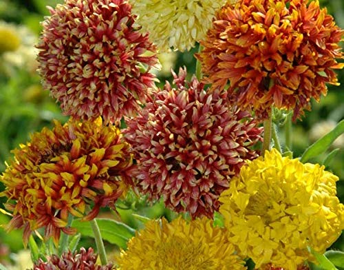 Mixed Gaillardia Blanket Flower seeds for Planting - Garden Favorite, Heirloom & GMO Free Seeds for Home Garden